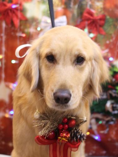 20231220アネラちゃん